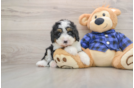 Best Mini Bernedoodle Baby