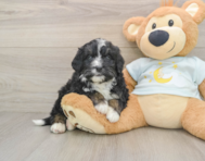 7 week old Mini Bernedoodle Puppy For Sale - Florida Fur Babies