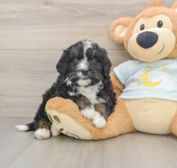 7 week old Mini Bernedoodle Puppy For Sale - Florida Fur Babies