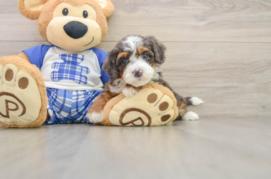 Mini Bernedoodle Pup Being Cute
