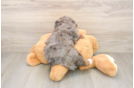 Popular Mini Bernedoodle Poodle Mix Pup