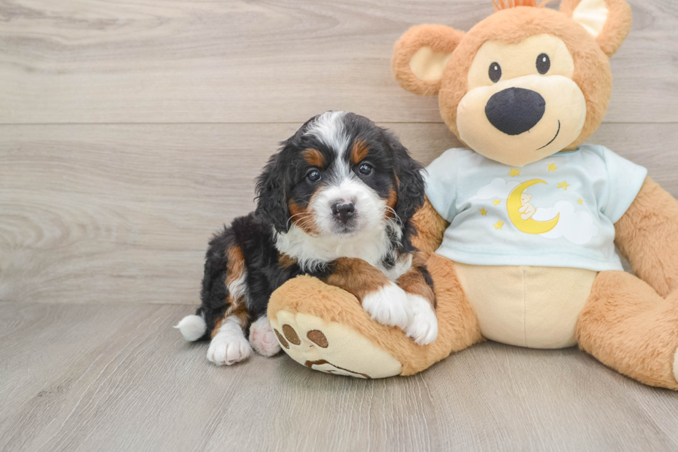 Best Mini Bernedoodle Baby