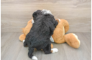 Playful Mini Bernesedoodle Poodle Mix Puppy