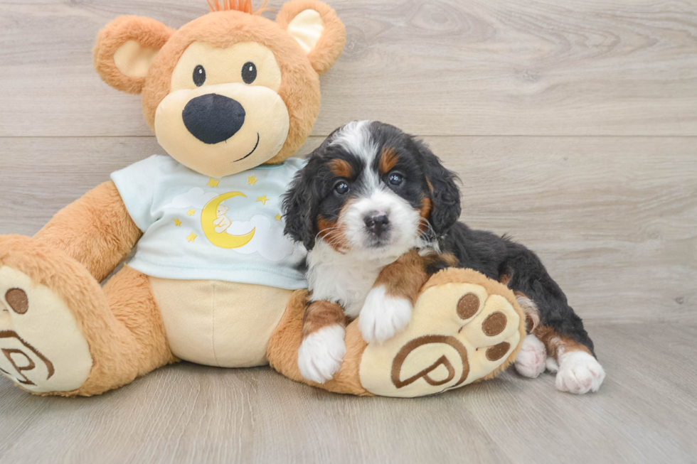 Mini Bernedoodle Puppy for Adoption