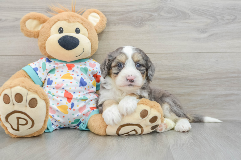 6 week old Mini Bernedoodle Puppy For Sale - Florida Fur Babies