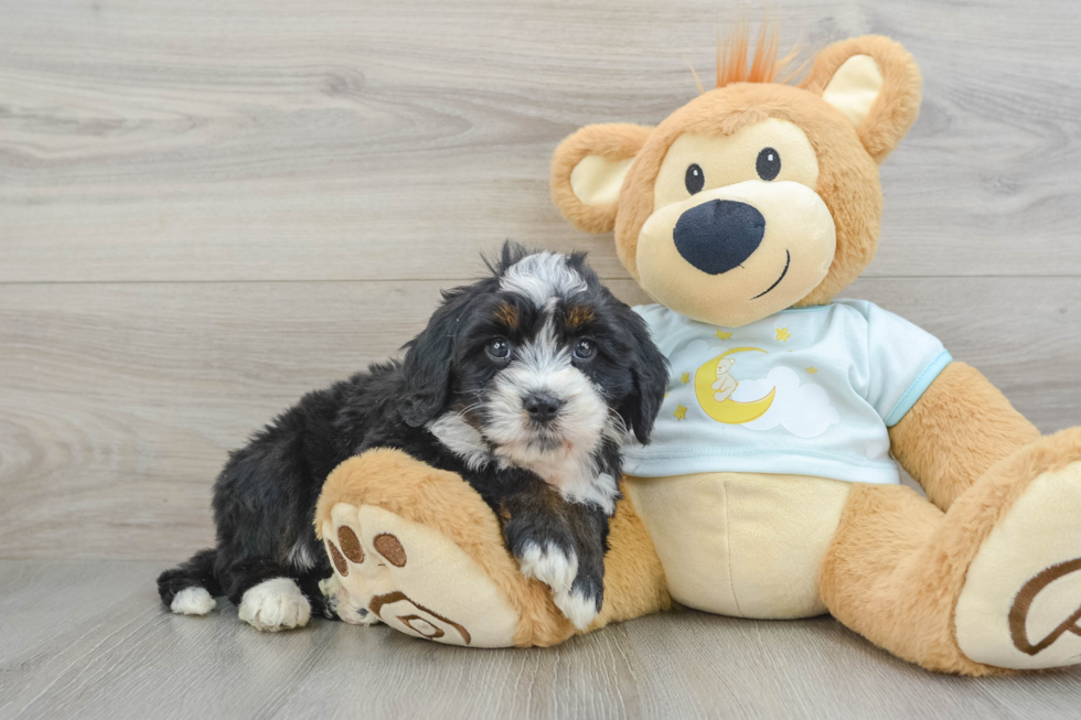 Energetic Mini Bernesedoodle Poodle Mix Puppy