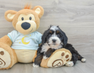 8 week old Mini Bernedoodle Puppy For Sale - Florida Fur Babies