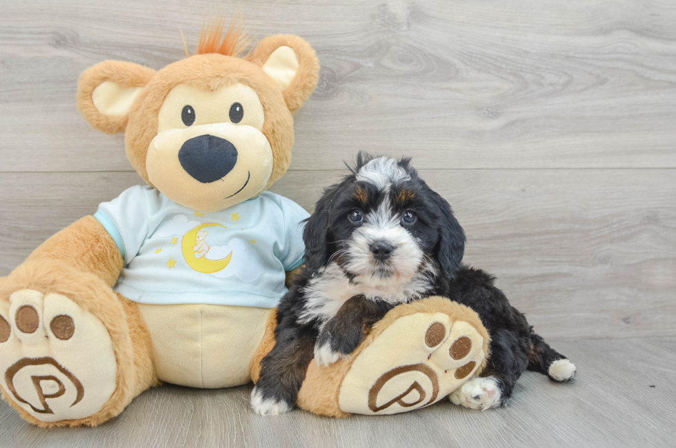 7 week old Mini Bernedoodle Puppy For Sale - Florida Fur Babies