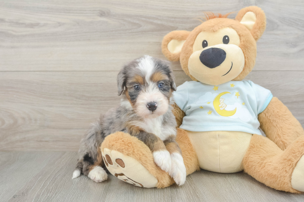 5 week old Mini Bernedoodle Puppy For Sale - Florida Fur Babies