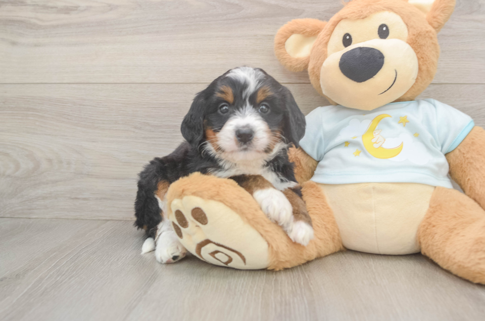 5 week old Mini Bernedoodle Puppy For Sale - Florida Fur Babies