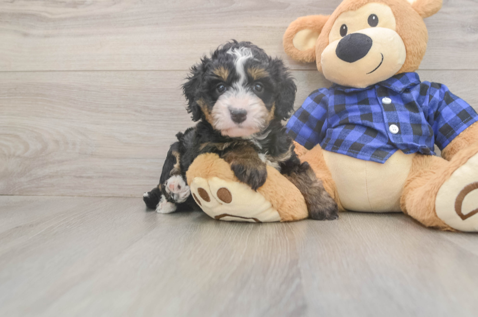 5 week old Mini Bernedoodle Puppy For Sale - Florida Fur Babies