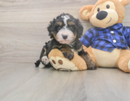 6 week old Mini Bernedoodle Puppy For Sale - Florida Fur Babies 6 week old Mini Bernedoodle Puppy For Sale - Florida Fur Babies
