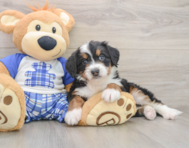 6 week old Mini Bernedoodle Puppy For Sale - Florida Fur Babies
