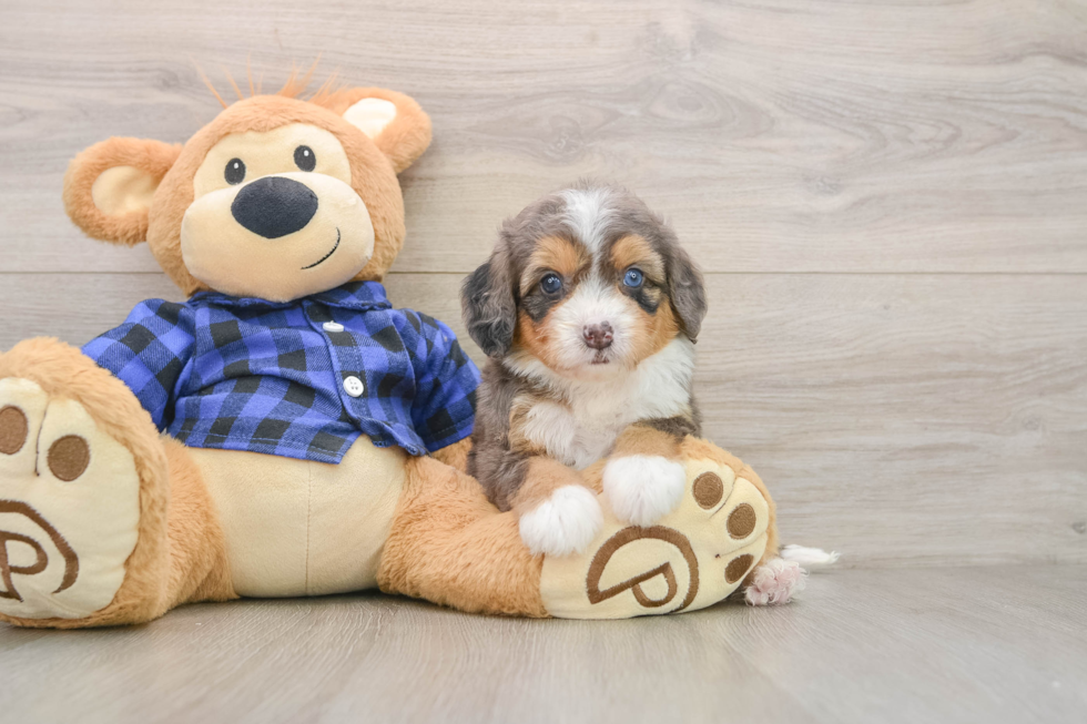 Best Mini Bernedoodle Baby