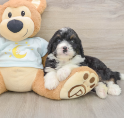 8 week old Mini Bernedoodle Puppy For Sale - Florida Fur Babies