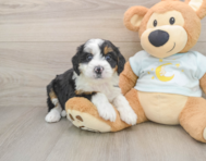 9 week old Mini Bernedoodle Puppy For Sale - Florida Fur Babies