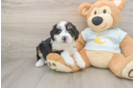 Mini Bernedoodle Puppy for Adoption