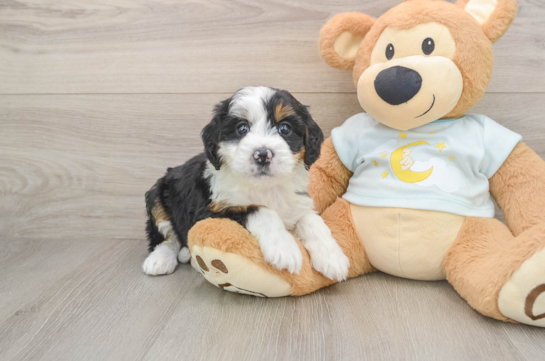 Mini Bernedoodle Puppy for Adoption