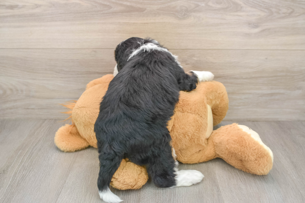 Fluffy Mini Bernedoodle Poodle Mix Pup