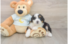 Friendly Mini Bernedoodle Baby