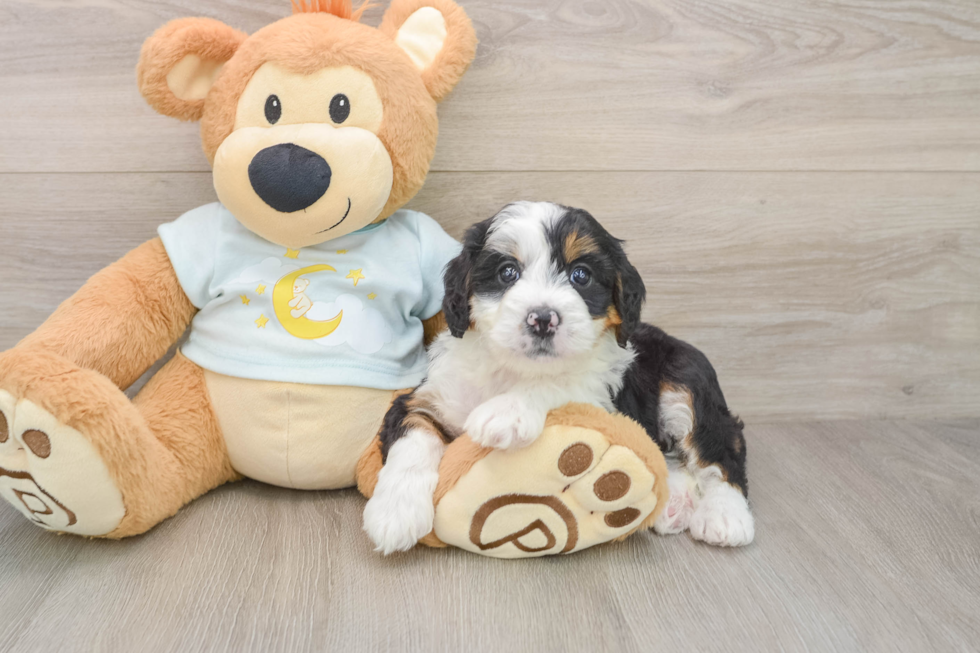 Friendly Mini Bernedoodle Baby