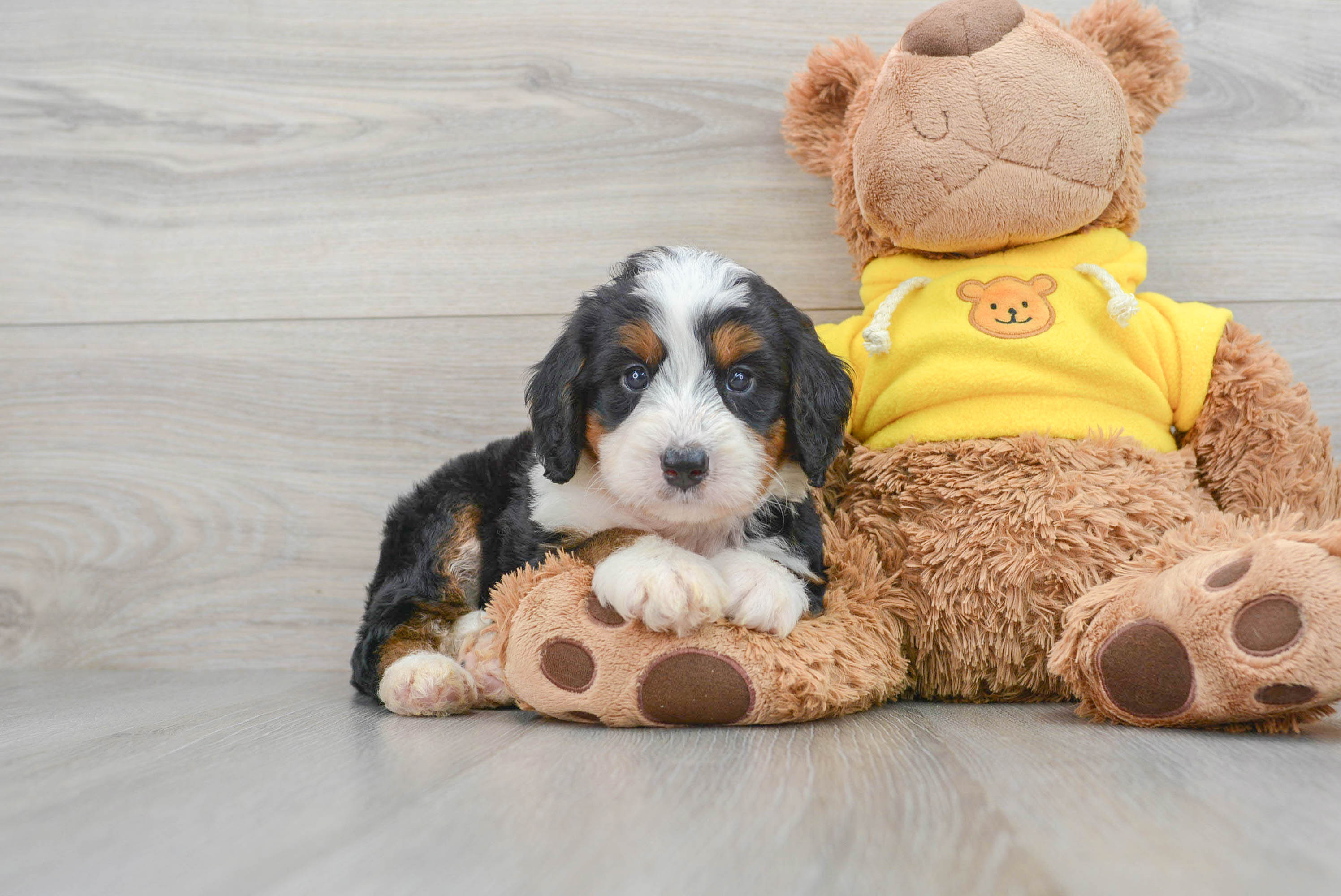 Toy poodle and store bernese mountain dog