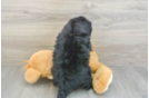 Mini Bernedoodle Pup Being Cute