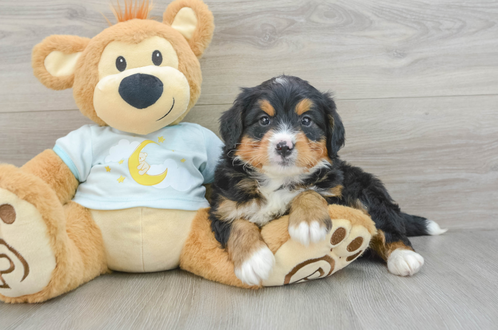 5 week old Mini Bernedoodle Puppy For Sale - Florida Fur Babies