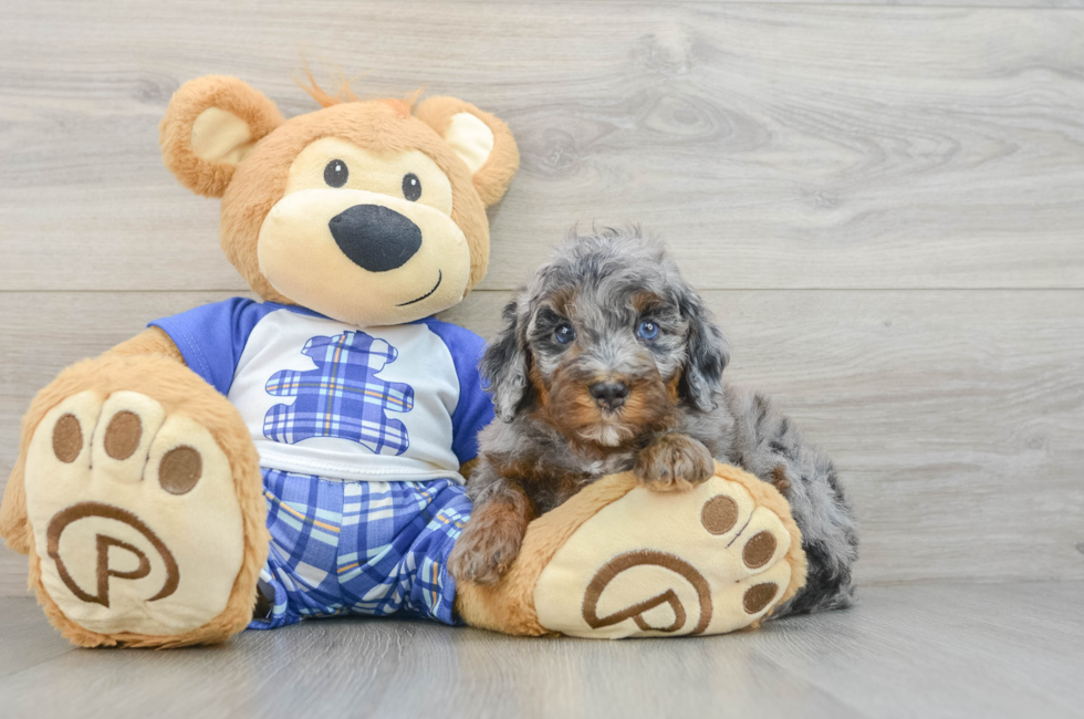 5 week old Mini Bernedoodle Puppy For Sale - Florida Fur Babies