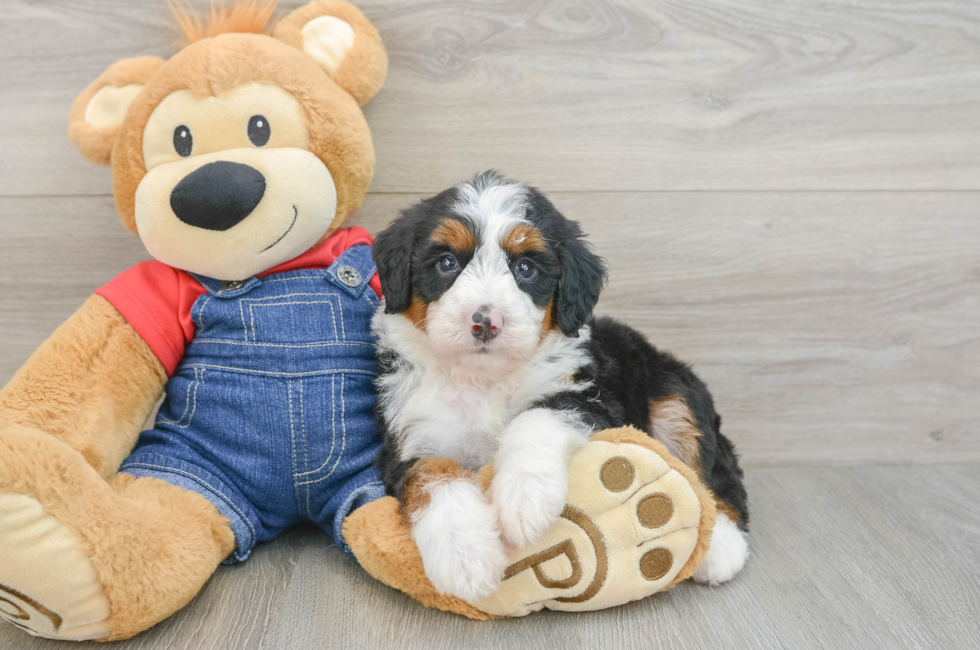 5 week old Mini Bernedoodle Puppy For Sale - Florida Fur Babies