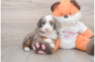 Mini Bernedoodle Pup Being Cute