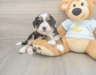 6 week old Mini Bernedoodle Puppy For Sale - Florida Fur Babies