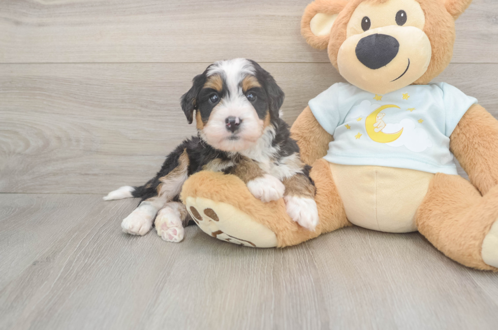 5 week old Mini Bernedoodle Puppy For Sale - Florida Fur Babies