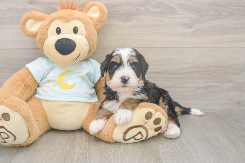 Playful Mini Berniedoodle Poodle Mix Puppy