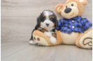 Energetic Mini Bernadoodle Poodle Mix Puppy