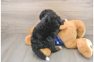 Cute Mini Bernedoodle Baby