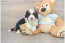 Mini Bernedoodle Puppy for Adoption