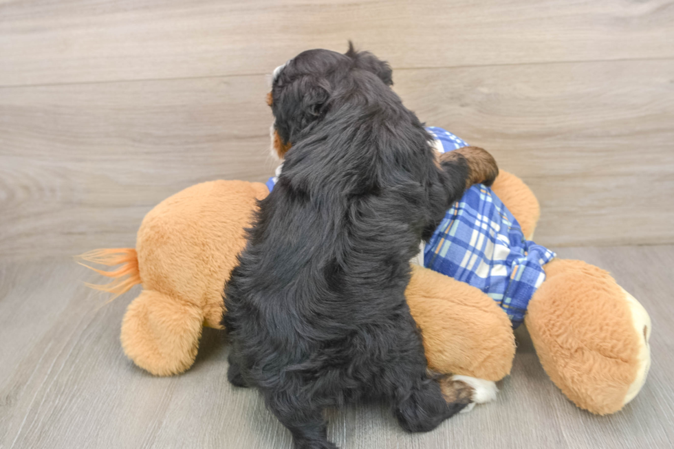 Small Mini Bernedoodle Baby