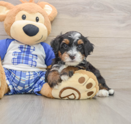 6 week old Mini Bernedoodle Puppy For Sale - Florida Fur Babies