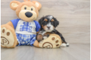 Cute Mini Bernedoodle Baby