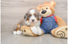 Mini Bernedoodle Pup Being Cute