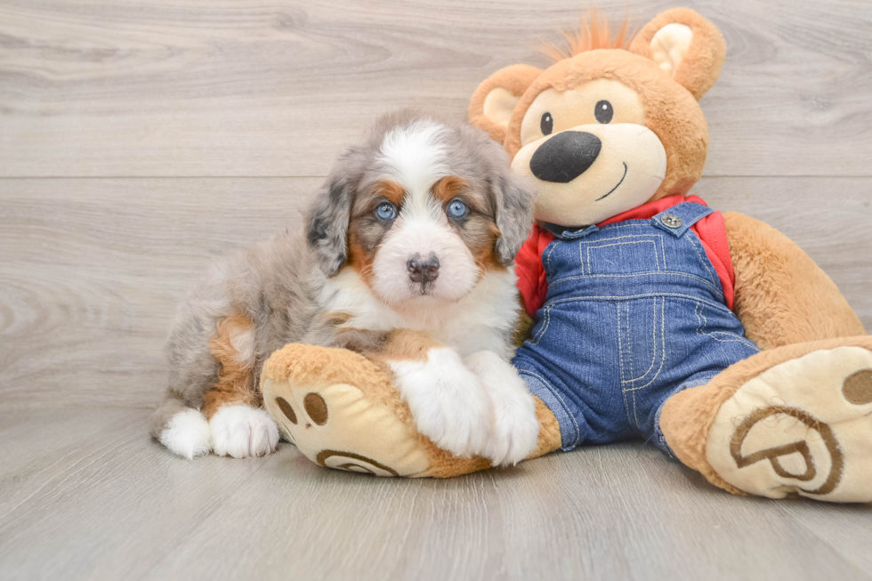Mini Bernedoodle Pup Being Cute