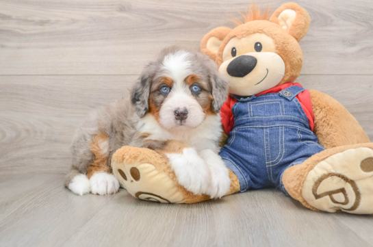 Mini Bernedoodle Pup Being Cute