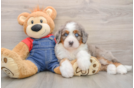 Adorable Mini Bernese Poodle Poodle Mix Puppy