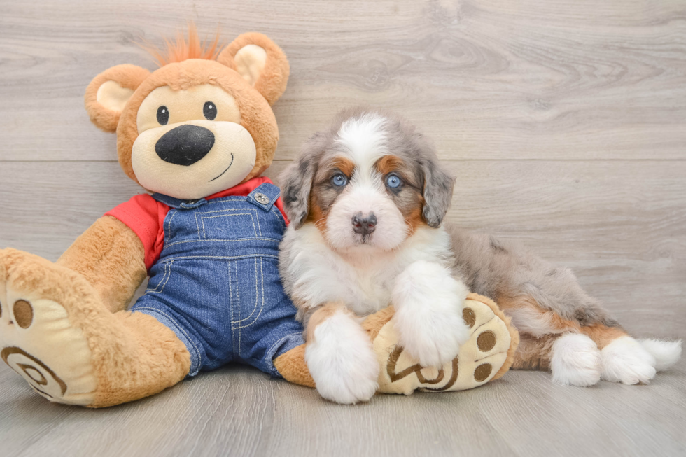 Adorable Mini Bernese Poodle Poodle Mix Puppy