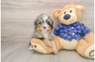 Mini Bernedoodle Puppy for Adoption
