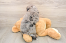 Mini Bernedoodle Puppy for Adoption