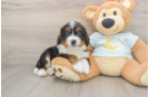 Cute Mini Bernedoodle Baby