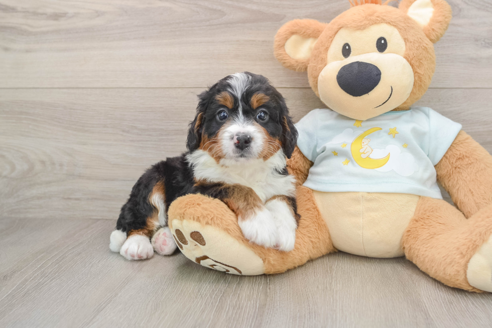 Cute Mini Bernedoodle Baby