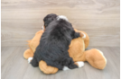 Fluffy Mini Bernedoodle Poodle Mix Pup